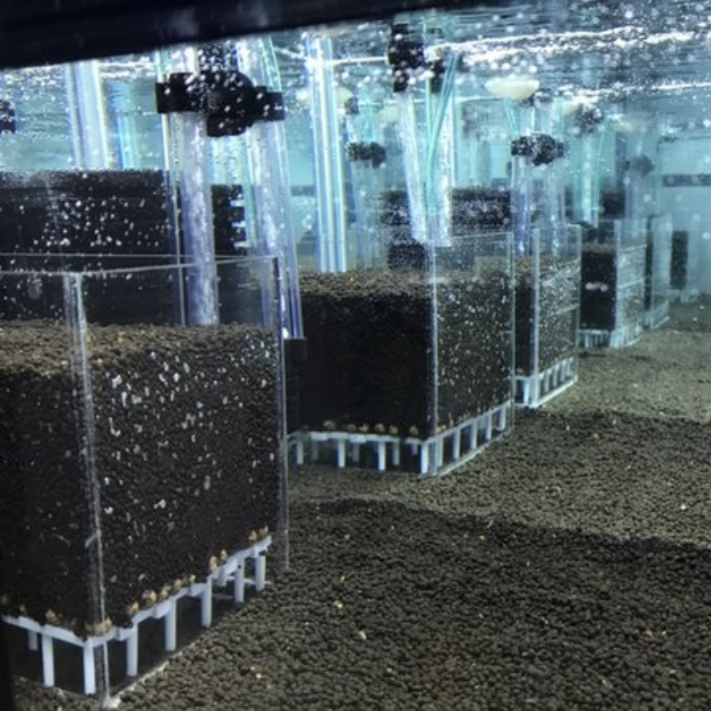 صندوق فلتر أكريليك شفاف مربع ا - مراجعة Aquarium Fish Reproduction وسعره