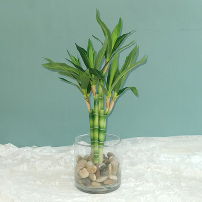 جديد 40 سنتيمتر rFtificial محظ - مراجعة Aquarium Fish Land وسعره