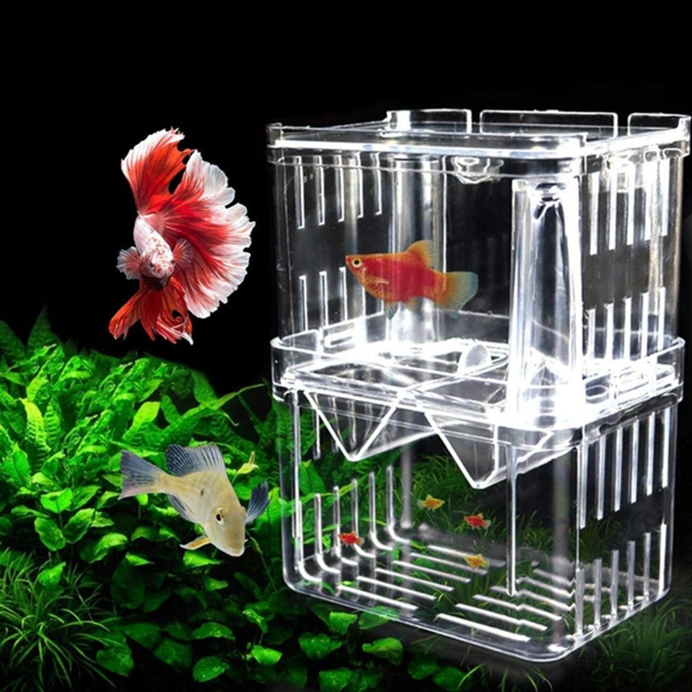 خزان حوض السمك للأسماك الطفل ج - مراجعة Aquarium Fish Reproduction وسعره