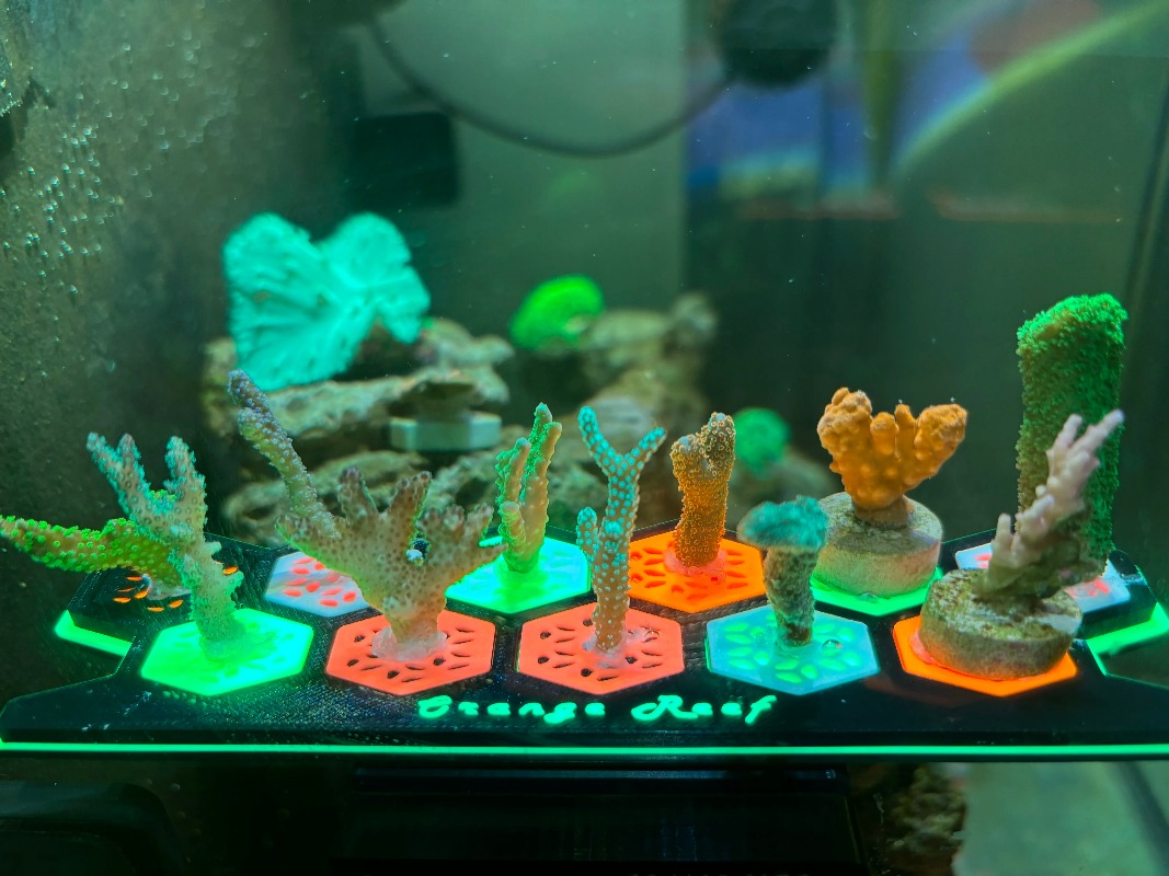 قوالب مرجانية فلورسنتية مضيئة  - مراجعة Aquarium Fish Reproduction وسعره