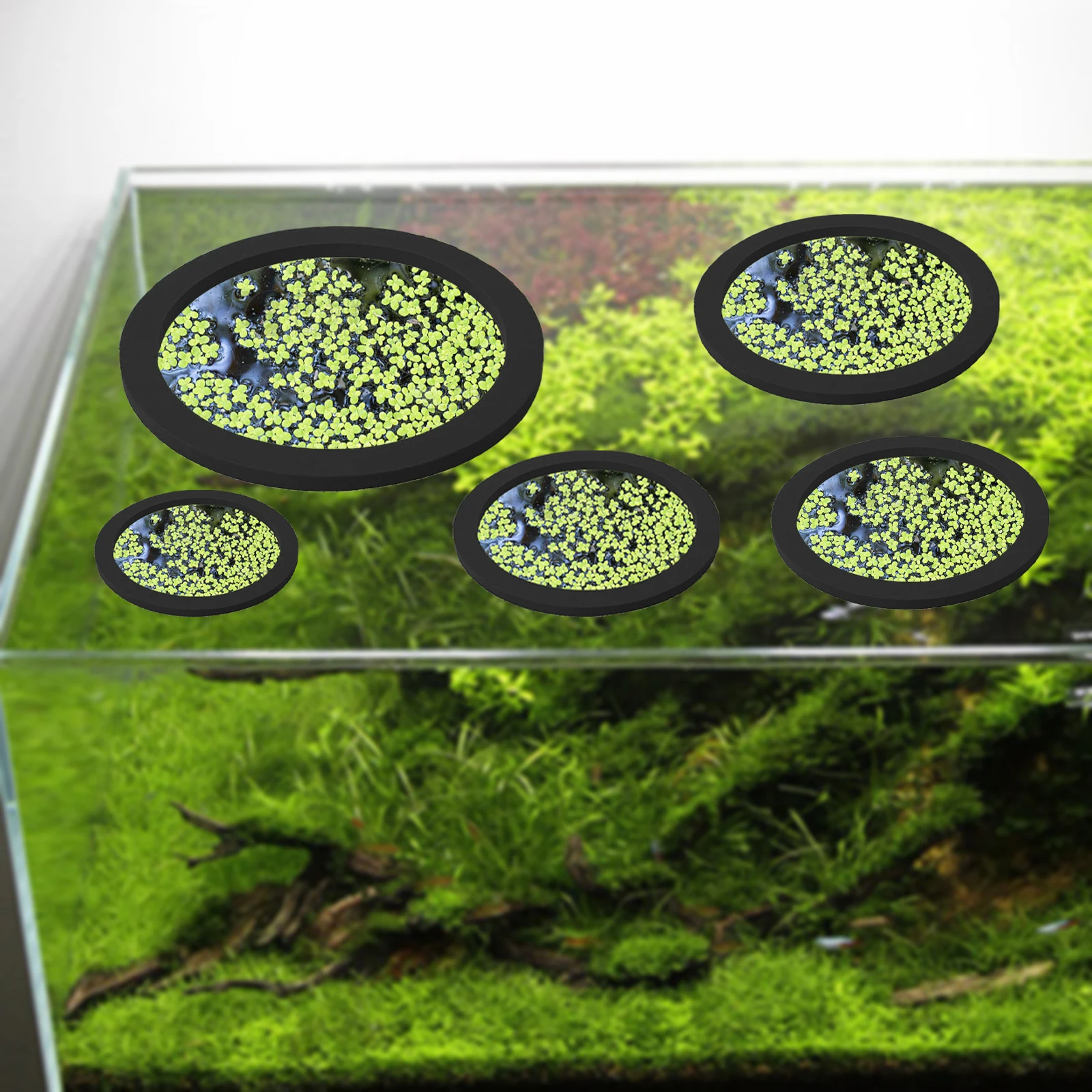 5 قطعة إيفا الأسماك تغذية حلقة - مراجعة Aquarium Fish Land وسعره